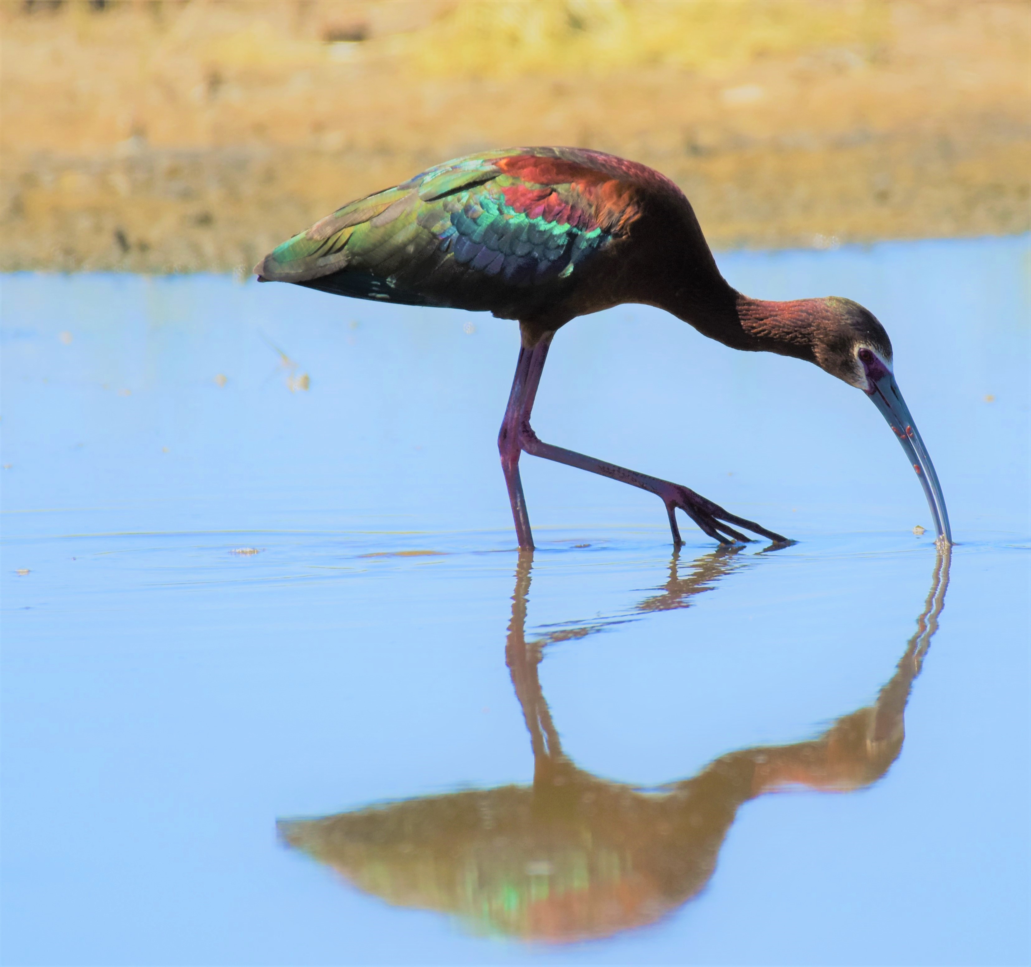 White Faced Ibis Foraging Fws Gov